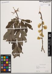 Foto von Salix cinerea L.